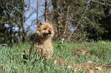 CAIRN TERRIER 066